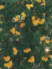 Tecoma fulva guarume