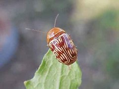 Cryptocephalus fulguratus