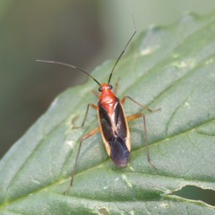 Ganocapsus filiformis