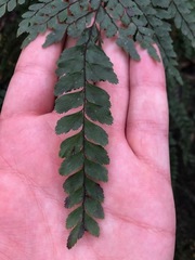Adiantum formosum