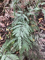 Adiantum formosum