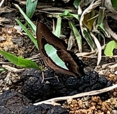 Polyura hebe