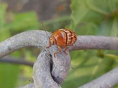 Cryptocephalus fulguratus