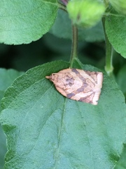 Adoxophyes honmai