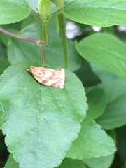 Adoxophyes honmai