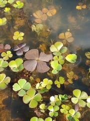 Marsilea minuta