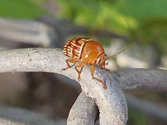 Cryptocephalus fulguratus