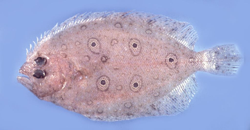 Five-Eyed Flounder
