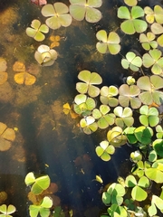 Marsilea minuta