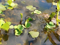 Marsilea minuta