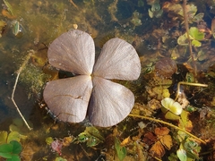 Marsilea minuta