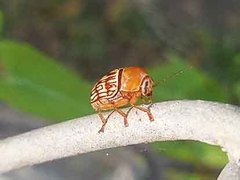 Cryptocephalus fulguratus