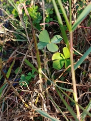 Marsilea minuta