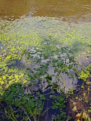 Marsilea minuta