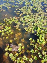 Marsilea minuta