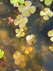 Marsilea minuta