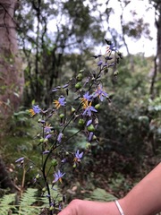 Dianella caerulea producta