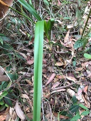 Dianella caerulea producta