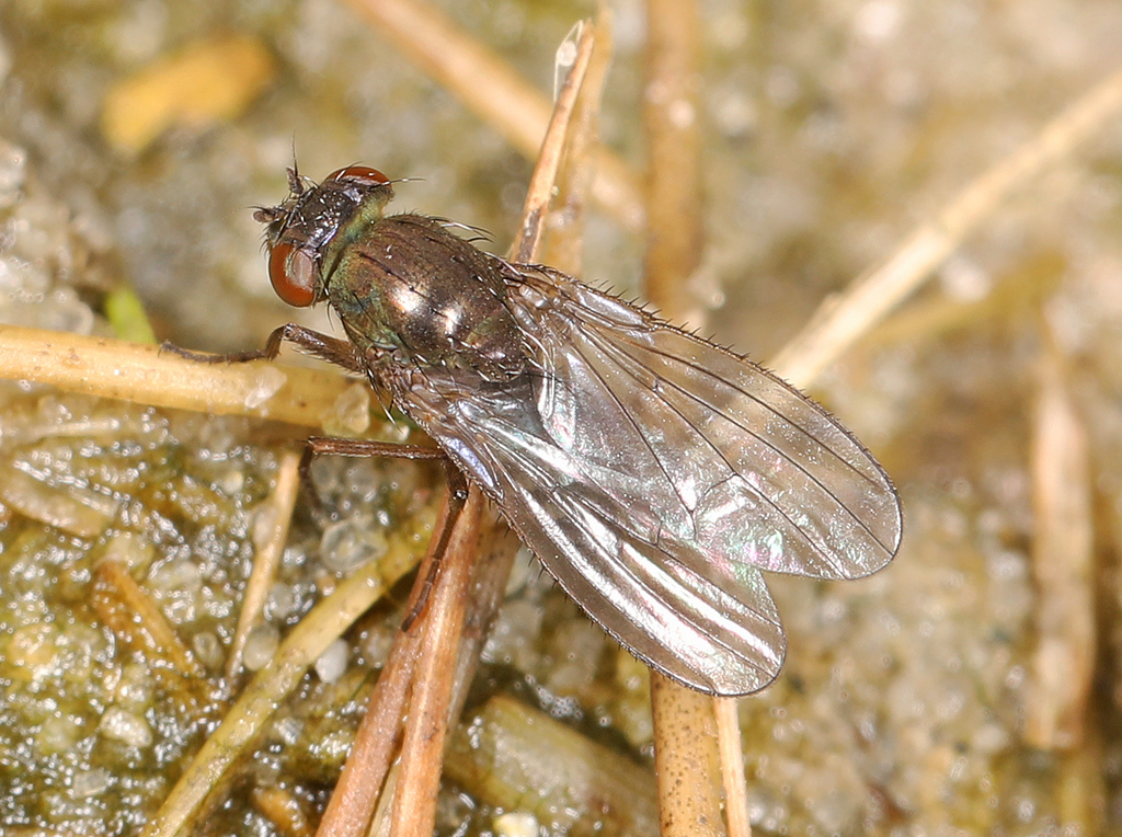 Dimecoenia spinosa