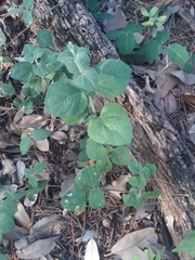 Carlowrightia torreyana