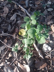 Carlowrightia torreyana