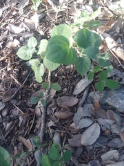 Carlowrightia torreyana