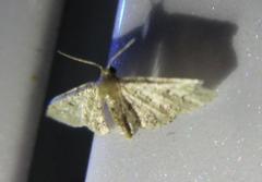 Idaea pervertipennis