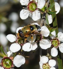 Austalis pulchella