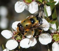 Austalis pulchella