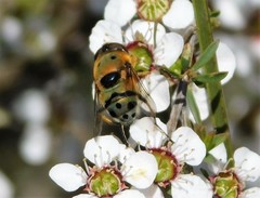 Austalis pulchella