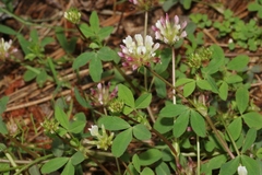 Trifolium pinetorum