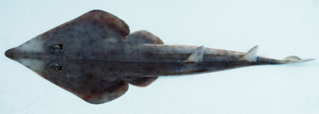 Goldeneye Shovelnose Ray