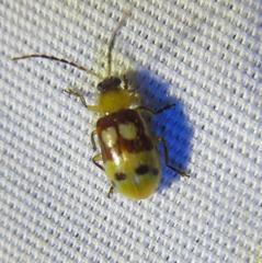 Paranapiacaba connexa