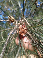 Cylindrococcus spiniferus