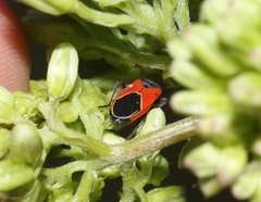 Melanopleurus belfragei