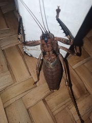 Nesoecia insignis