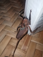 Nesoecia insignis