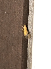 Cacopsylla annulata
