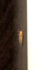Cacopsylla annulata