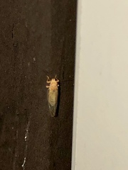 Cacopsylla annulata