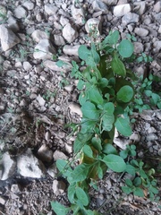 Nicotiana repanda