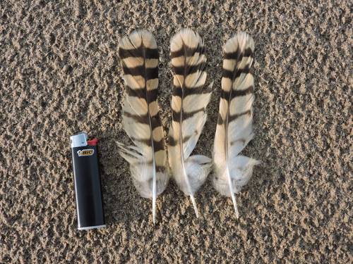 Plume de Hibou des marais