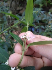 Leichhardtia suaveolens