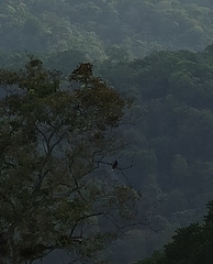 Psarocolius montezuma