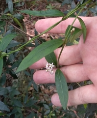 Leichhardtia suaveolens