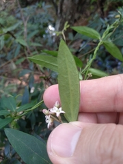 Leichhardtia suaveolens
