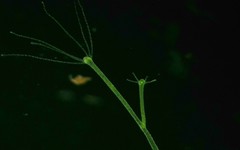 Hydra viridissima