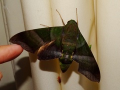 Oryba achemenides