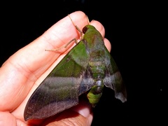 Oryba achemenides