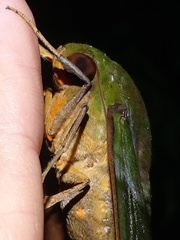 Oryba achemenides